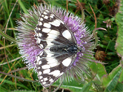 Marbled white butterfly