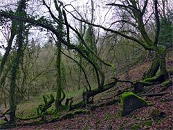 Beech trees