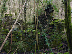 Moss-covered walls