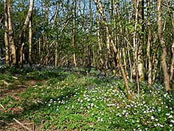 Wood anemones