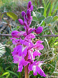 Early purple orchid - flowers