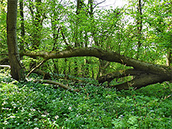 Fallen tree