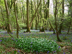 Garlic and bluebells