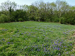 Grassland bluebells