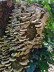 Polyphore fungus