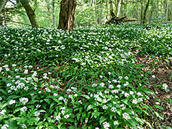 Wild garlic