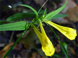 Leaves and flowers