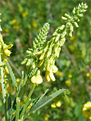 Melilotus officinalis