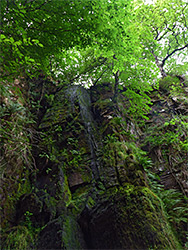 Mossy cliffs