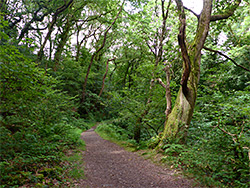 Path alongside the brook