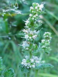 Mentha suaveolens