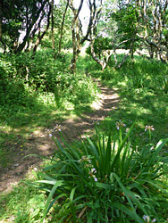 Iris beside a path