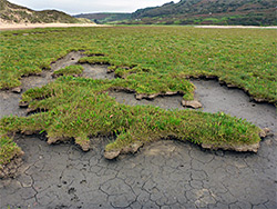 Saltmarsh