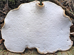 Bay polypore