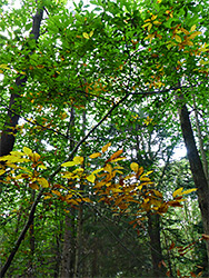 Beech leaves