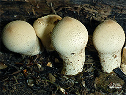 Common puffball