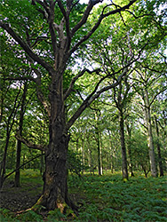 Ferns and beech