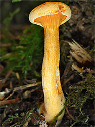 False chanterelle