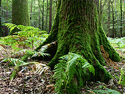 Mossy tree