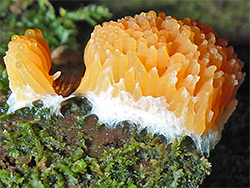 Raspberry slime mold