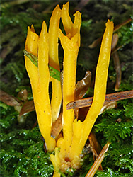 Yellow stagshorn