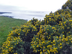 Gorse flowers