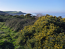 Gorse bushes