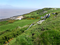 Grass and rocks