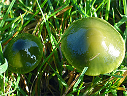 Parrot waxcap - green