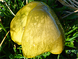 Parrot waxcap - olive