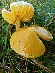 Parrot waxcap - yellow