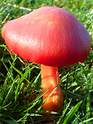 Scarlet waxcap