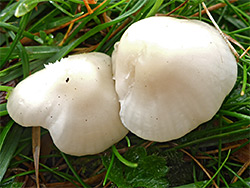 Snowy waxcap