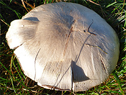 Stubble rosegill - cap