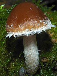 Fibrous cap mushroom