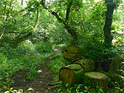 Valley rim path