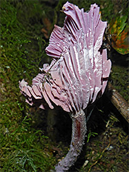 Amethyst deceiver