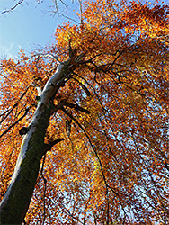 Tall trunk