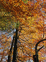 Orange-yellow leaves