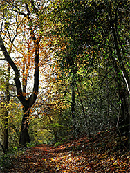 Leaves on the path