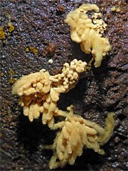 Carnival candy slime mold