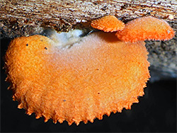 Cinnabar oysterling - caps