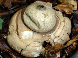 Collared earthstar