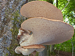 Dryad's saddle