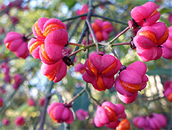 Spindle fruit