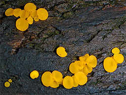 Yellow fairy cups