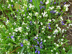 Milkwort and bedstraw