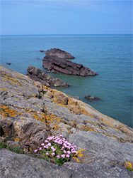 Pink flowers