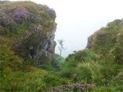 Misty heather