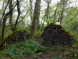 Mossy walls